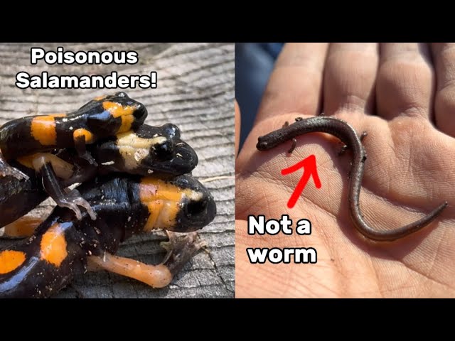 Crazy Salamander Searching in the Mountains! - Herping San Diego, California