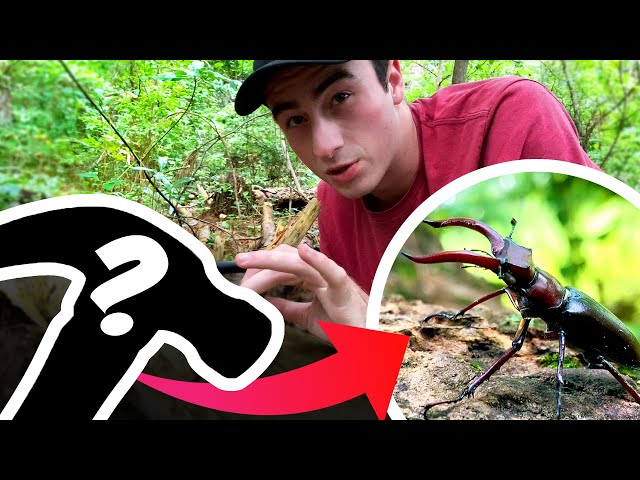 Catching Beetles by Doing WHAT?! | Neat Trick to Find Rare Beetles and their Larvae