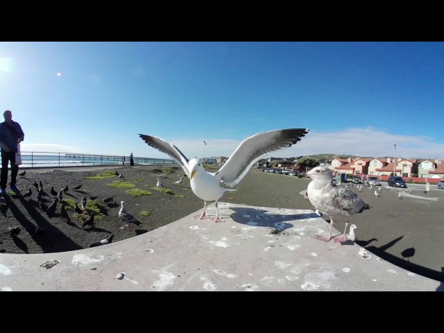 Samsung Gear 360º Feeding The Birds