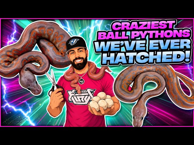 We Hatched Our CRAZIEST Ball Pythons Ever! 