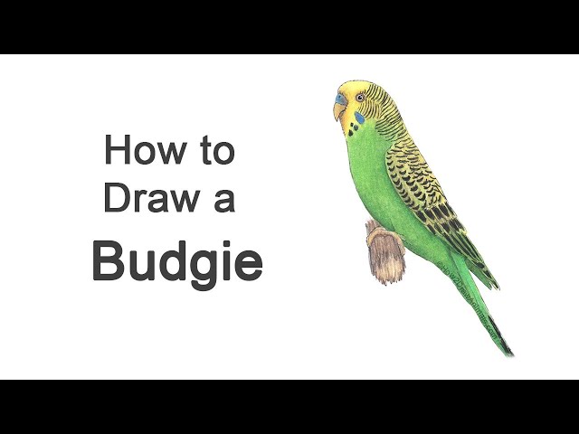 How to Draw a Budgie (Parakeet) | Colored Pencil Tutorial