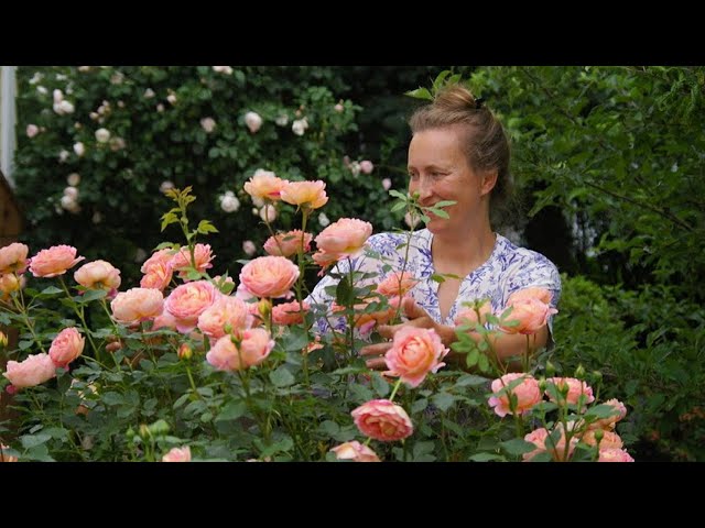 How to fertilize David Austin roses in your garden.