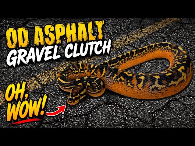 2026 Clutch #10- OD Pavement - “Clutch Update” - Breeding Ball Pythons #ballpython #python #reptiles