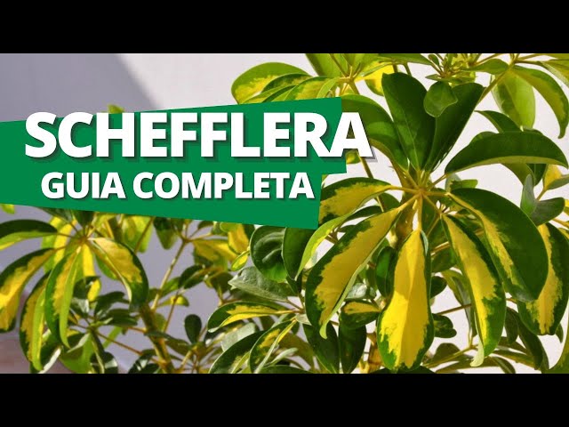 All about Schefflera: the plant that many people take poor care of without knowing it
