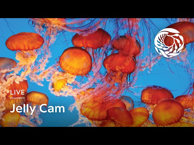 Live Jelly Cam | Monterey Bay Aquarium