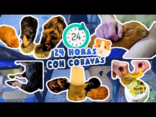 ⏰ ¡RUTINA DIARIA CON 3 COBAYAS / CUYOS / CUYS! 🐹🐹🐹 24 horas con Trisqui, Brownie y Artai 📹🧡