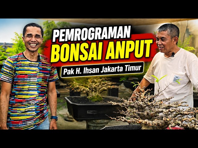 Styling Haji Ihsan's Anput Bonsai - East Jakarta