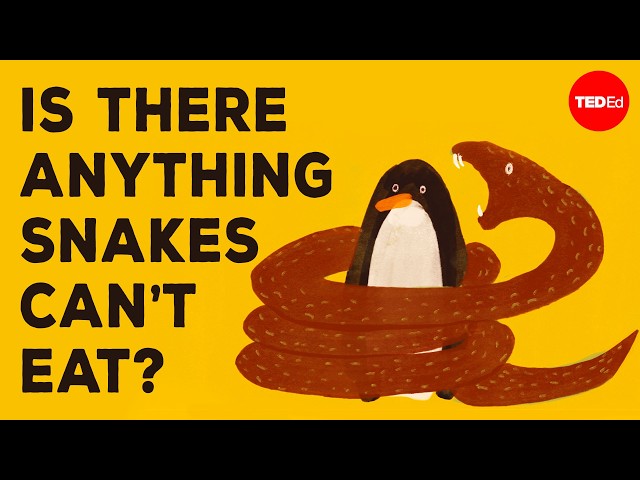 How do snakes swallow animals so much bigger than they are? - Niko Zlotnik