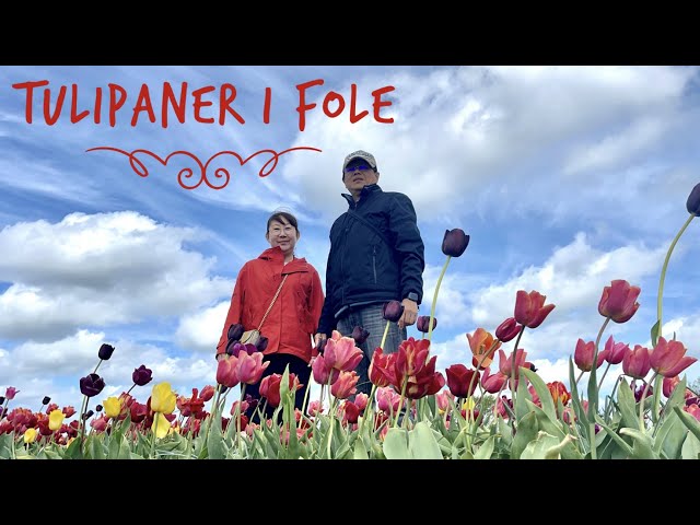 Tulipaner i Fole, DENMARK TULIP FARM 🇩🇰