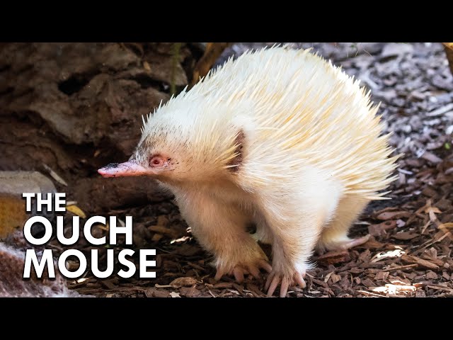 The Echidna: The Egg-Laying Mammal That Makes Platypuses Look Normal