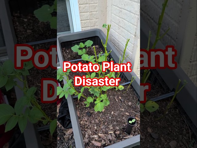 Deer Ate My Potato Plant: Is It Over? 🥔 #Shorts #Potatoes #GardenPests #GardenExperiment
