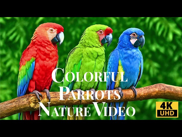 World’s Most Beautiful Parrots 4K – Tropical Birds & Nature Sounds