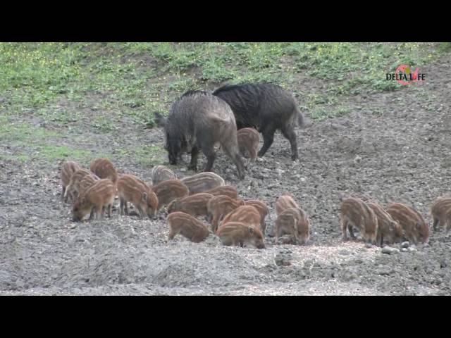 FAUNA SELVATICA   IL CINGHIALE