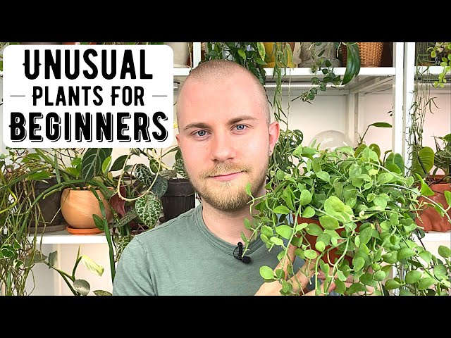 Unusual Houseplants For Beginner Gardeners