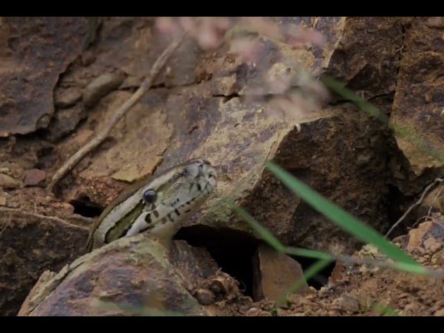 🔥 Top 10 Deadliest Snakes Found in Africa