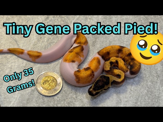 Will this TINY Snake with a MASSIVE Gene Stack Survive?? 🤞🤞🤞