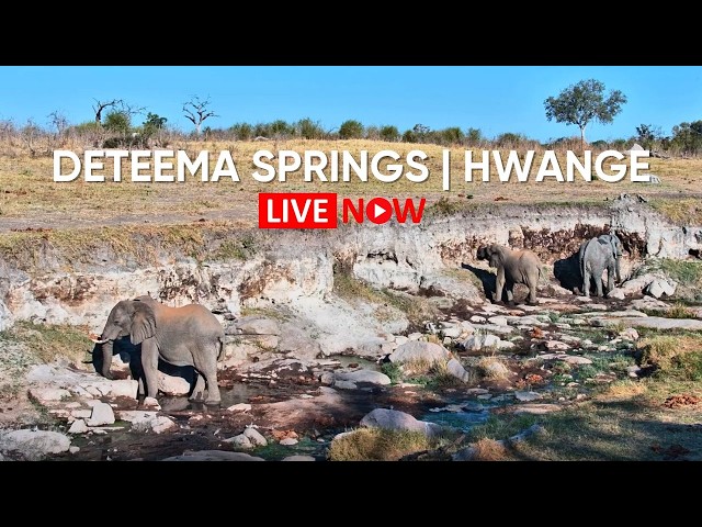 LIVE from Deteema Springs | Hwange National Park, Zimbabwe
