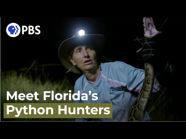 Hunting Pythons in Florida