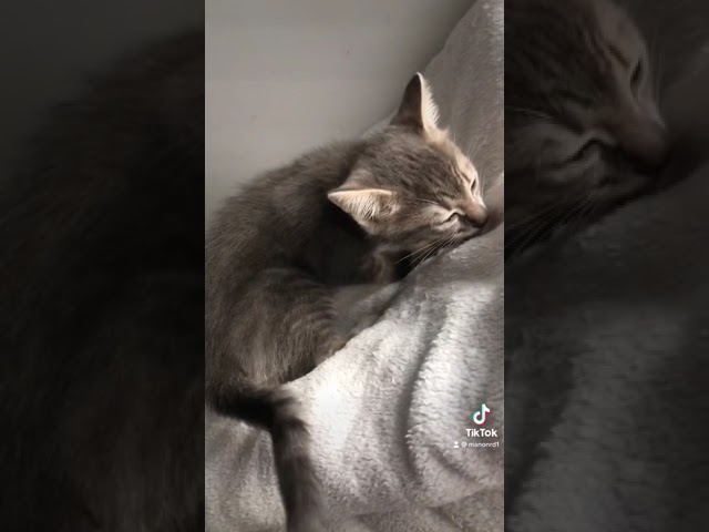 Herbe à chat naturelle kong naturals catnip spray zoomalia