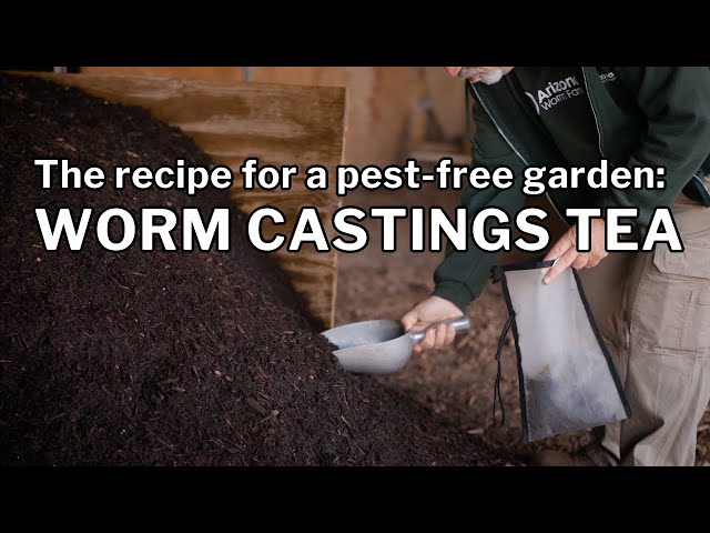 WORM CASTINGS TEA RECIPE: Step-by-Step Directions