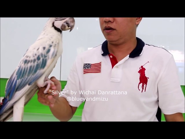 "Silver" is one of the rarest parrots (macaws) in the world!