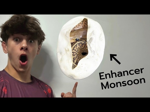 The rarest snake we've ever made