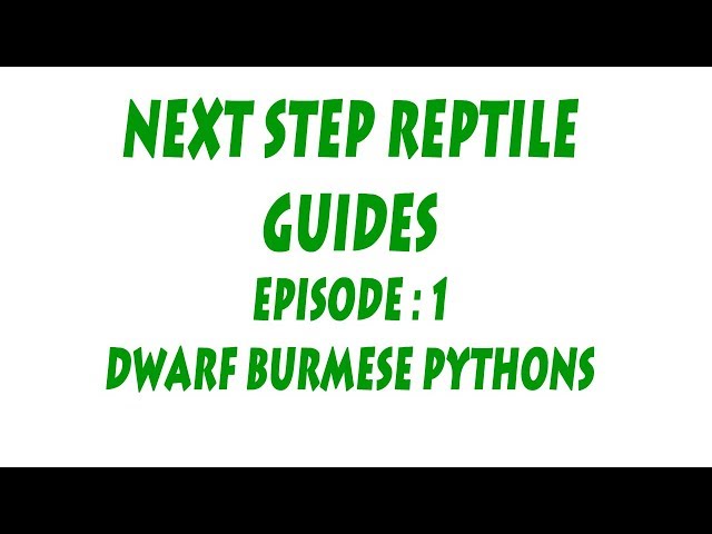 S'N'A Intermediate series: Episode 1 - Dwarf Burmese Pythons