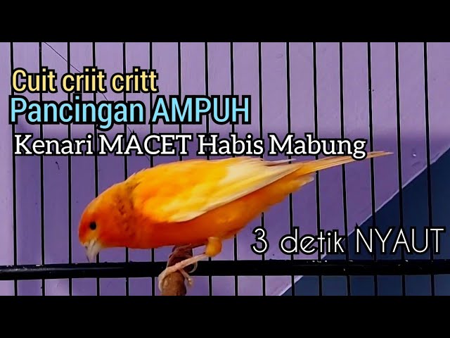 Kenari Gacor Cuit Cuit Birahi Buka sayap ini 100% Langsung DIRESPON kenari MACET bunyi, Dijamin Work