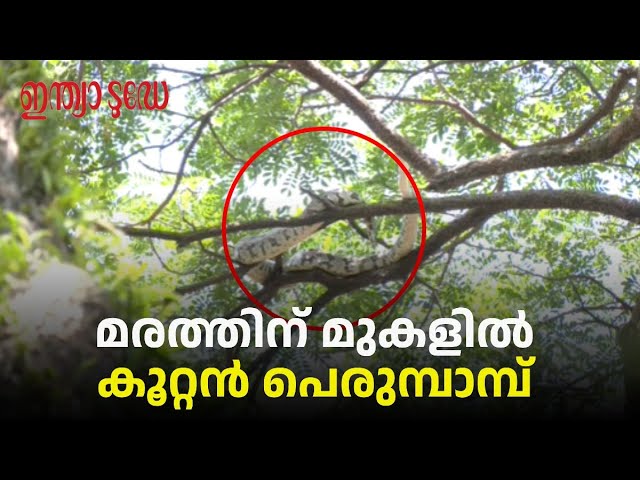 Ernakulam Python Capture: കൊച്ചിയിൽ മരത്തിന് മുകളിൽ കൂറ്റൻ പെരുമ്പാമ്പ്; ഒടുവിൽ പിടികൂടി ഉദ്യോഗസ്ഥർ