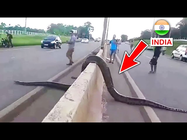 Top 10 Biggest Snakes In The World | FactEX