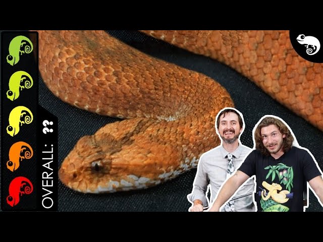 Death Adder, The Best Pet Snake?