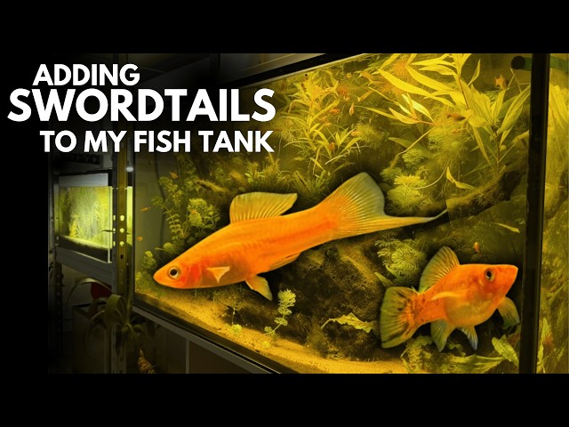 I Add Swordtail Fish to my Planted Fish Tank