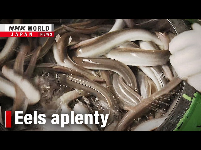 Eel farms using new tech to boost harvests of Japan's summer delicacyーNHK WORLD-JAPAN NEWS