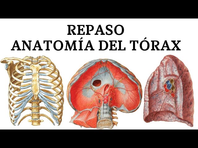 Thorax Review Part 1
