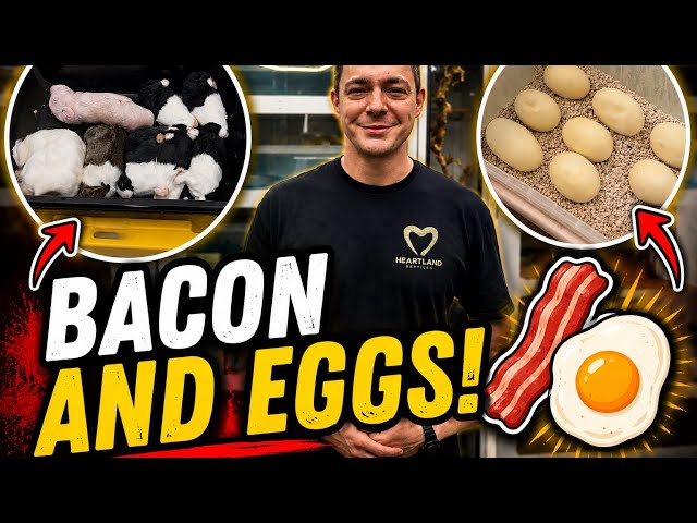 The Eggs Are Starting to Change!