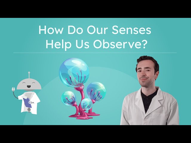 How Do Our Senses Help Us Observe? - Observing With the Five Senses