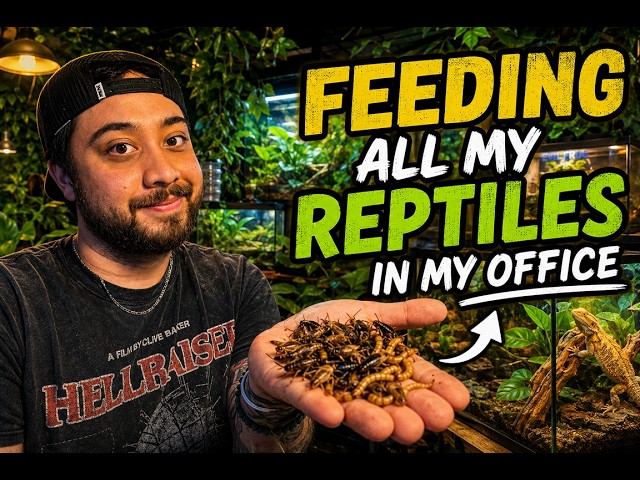 Feeding All of my Reptiles in my Office! - ASK ME ANYTHING!!