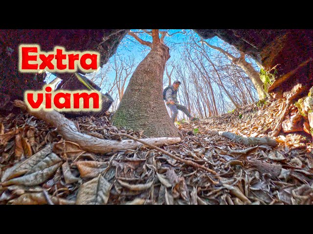 Off track #calm #nature #outdoors #tree #walk #shorts #lofi #green #wildlife #birds #4k
