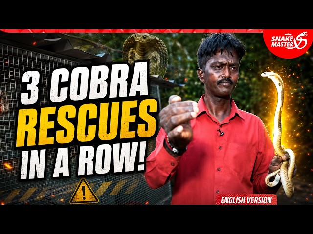 EP 294 | Cobras Under Granite Stones, Behind a Vessel & Beneath a Marble Slab | Vava Suresh
