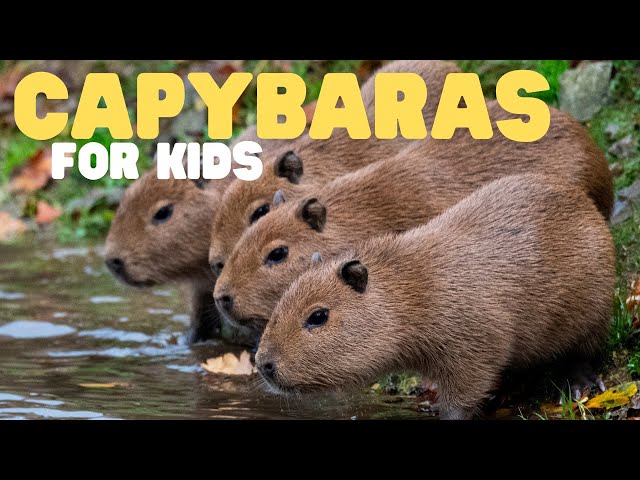 Capybaras for Kids | Learn all about this large rodent