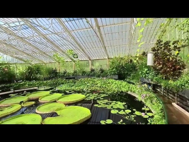 3D Gaussian Splatting + Insta360 RS 1" - Waterlily House, Kew Gardens