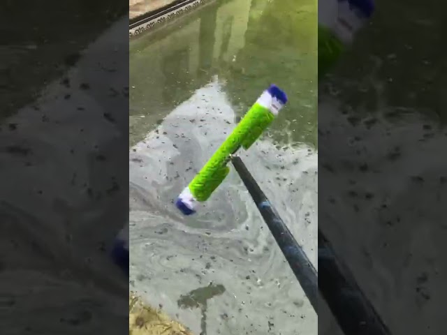 No talking! Just sounds! Green-clean! #shorts #thep00lguy #satisfying #oddlysatisfying