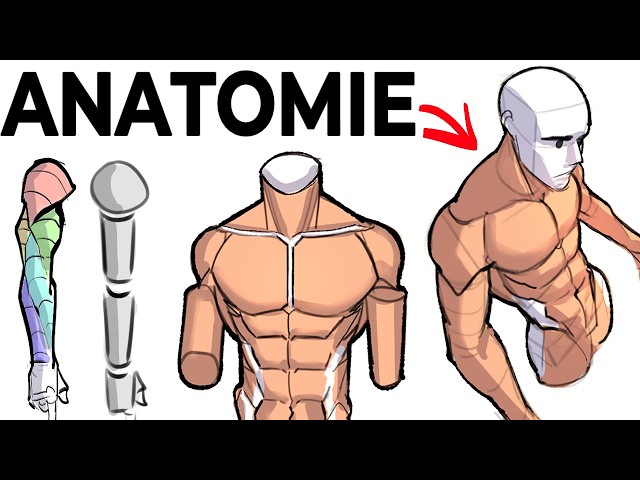 How to Draw Basic Anatomy (the process from A to Z)