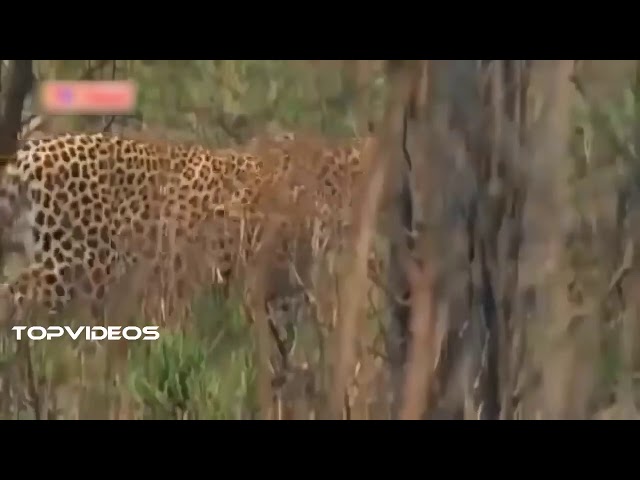 LEOPARD VS GIANT PYTHON