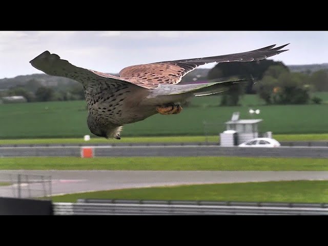 Beautiful Kestrel Hovers in Hunting Mode || ViralHog