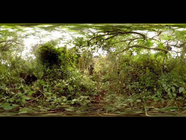Virtual Gorilla - Mountain Gorilla virtual reality video