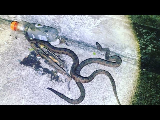 Hunting Burmese Python in the Everglades!!