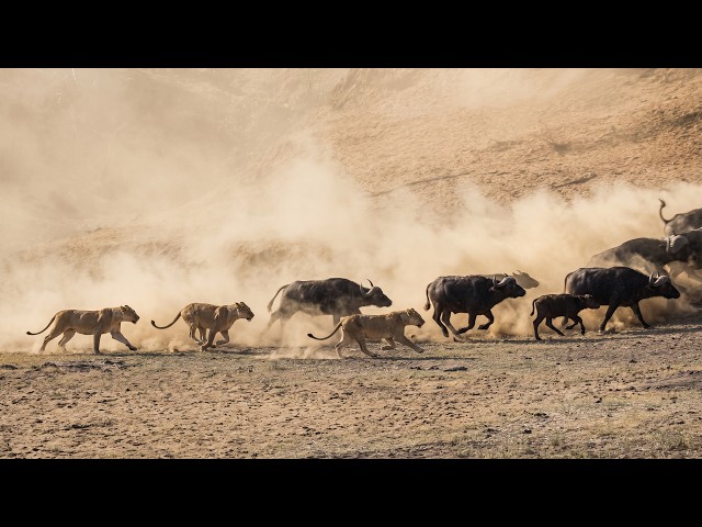 15 Lions vs 300 Buffalo. Unbelievable Battle in Kruger National Park!