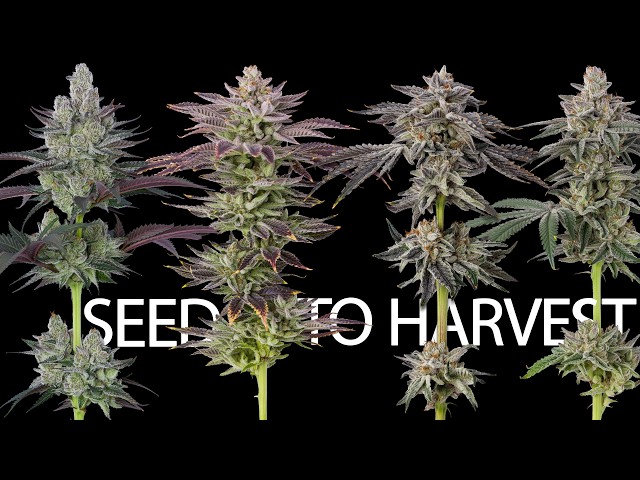 This flower is like nothing we have grown before! (Seed to Harvest Story)