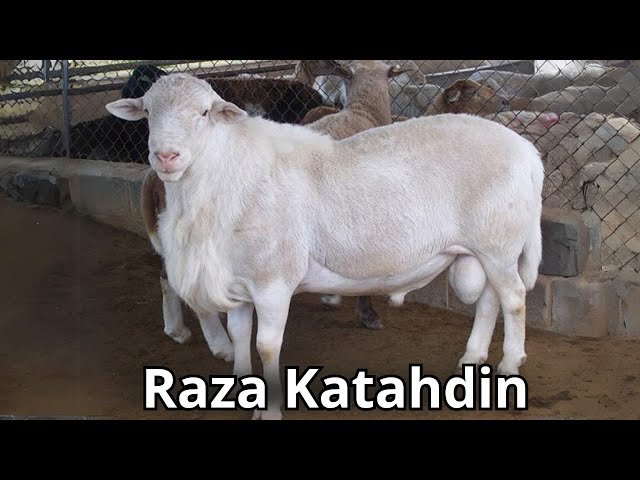 Descubre el Secreto de las Ovejas Katahdin: Adaptabilidad y Resistencia en la Ganadería